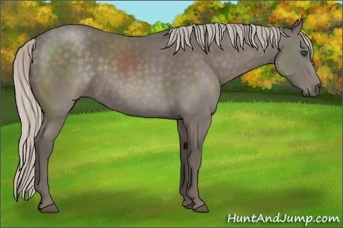 Horse Color:Silver Black Sabino Frame Rabicano