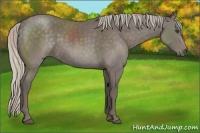 Horse Color:Silver Black Sabino Frame Rabicano