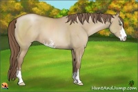 Horse Color:Grullo Pearl Sabino