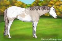 Horse Color:Bay Dun Splash Appaloosa 
