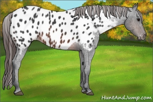 Horse Color:Brown Roan Near Leopard 