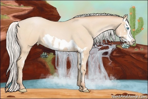 Horse Color:Silver Buckskin Pearl Splash Frame