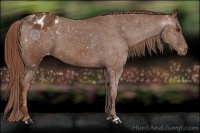 Horse Color:Chestnut Varnish Rabicano