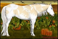 Horse Color:White Spotted Silver Amber Champagne Roan Dun Splash