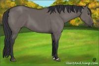 Horse Color:Grullo Sabino