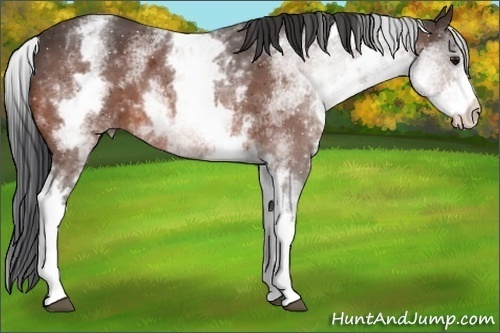 Horse Color:White Spotted Bay 