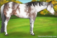 Horse Color:White Spotted Bay 