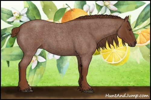 Horse Color:Red Roan 