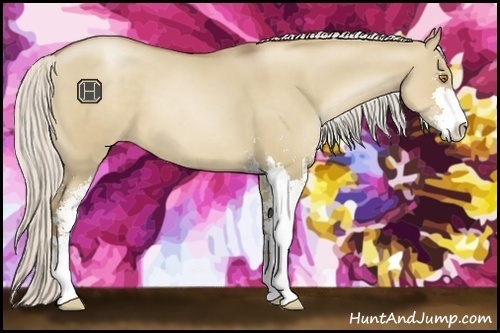 Horse Color:Silver Grullo Pearl Sabino 