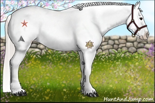 Horse Color:White Spotted Silver Black Appaloosa 