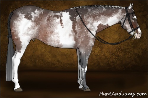 Horse Color:White Spotted Bay Splash Frame 