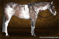 Horse Color:White Spotted Bay Splash Frame