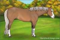 Horse Color:Silver Brown Splash