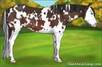 Horse Color:White Spotted Bay Splash