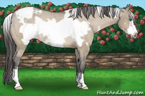 Horse Color:White Spotted Brown Dun Frame Snowcap Rabicano