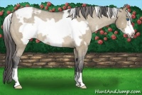 Horse Color:White Spotted Brown Dun Frame Snowcap Rabicano