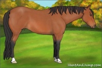 Horse Color:Bay Roan 