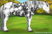 Horse Color:Black Sabino Appaloosa 