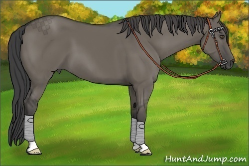 Horse Color:Smoky Grullo 