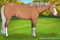 Horse Color:Silver Bay Splash Rabicano 