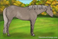Horse Color:Silver Grullo Rabicano 