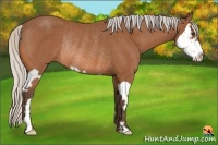 Horse Color:Silver Bay Splash Frame Rabicano 