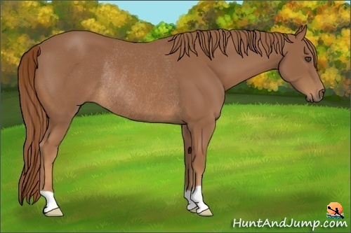 Horse Color:Chestnut Frame Rabicano 