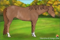 Horse Color:Chestnut Frame Rabicano 