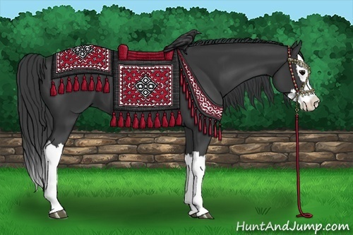 Horse Color:Black Splash