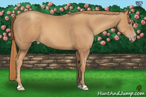 Horse Color:Gold Champagne