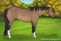 Horse Color:Bay Dun