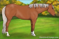 Horse Color:Silver Bay 