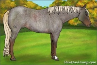 Horse Color:Liver Red Roan 