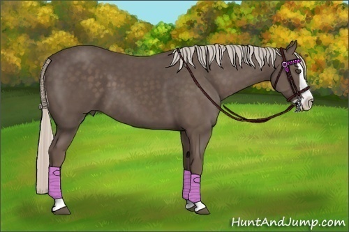Horse Color:Silver Black Splash 