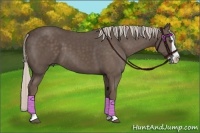 Horse Color:Silver Black Splash