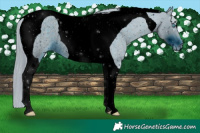 Horse Color:ERROR: UNKNOWN ANOMALY