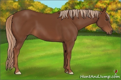 Horse Color:Chestnut Frame