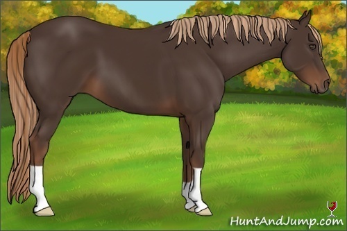 Horse Color:Liver Chestnut 