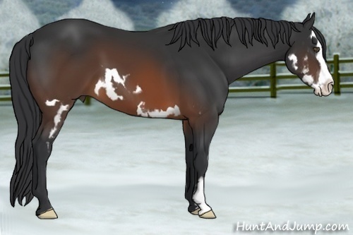 Horse Color:Brown Splash Frame 