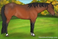 Horse Color:Brown 