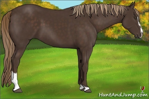 Horse Color:Liver Chestnut Sabino
