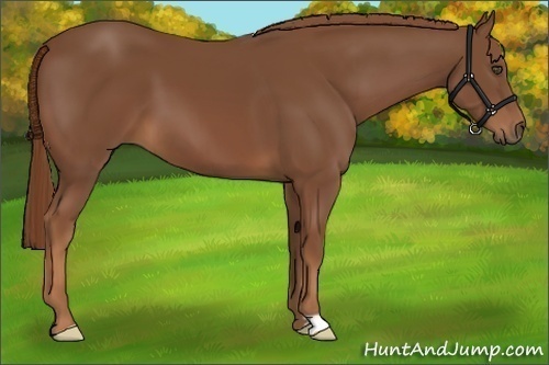 Horse Color:Chestnut Frame