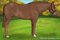 Horse Color:Chestnut Frame