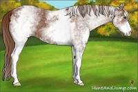 Horse Color:White Spotted Chestnut