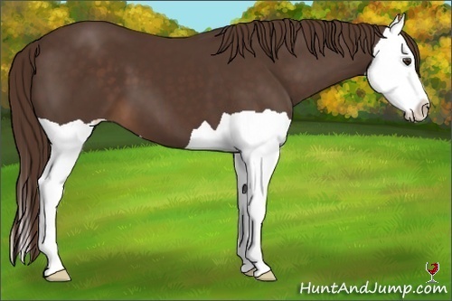 Horse Color:Liver Chestnut Splash 