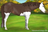 Horse Color:Liver Chestnut Splash 