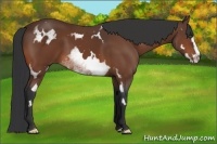 Horse Color:White Spotted Bay Splash Frame