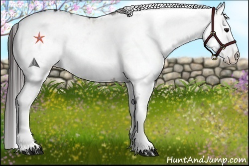 Horse Color:White Spotted Bay Appaloosa Rabicano