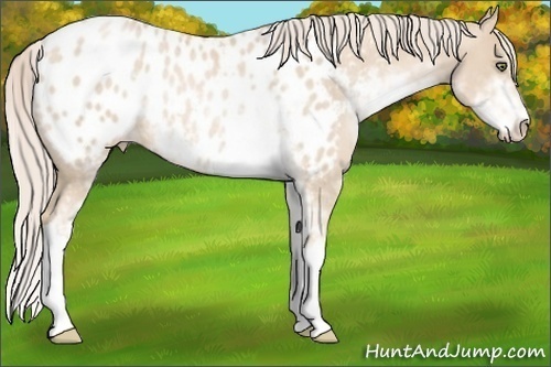 Horse Color:Palomino Pearl Sabino Blanket Rabicano 