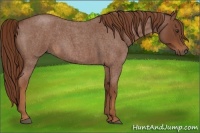 Horse Color:Red Roan